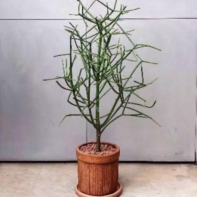 Tanaman Hias Patah Tulang/ Tanaman Herbal Patah tulang