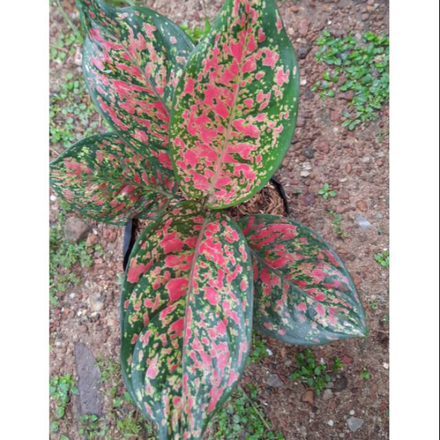 Aglonema Ruby Venus dewasa