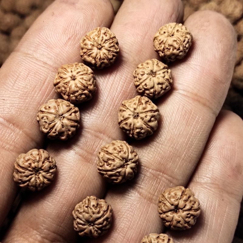 JENITRI RUDRAKSHA MUKHI 6 SIZE 11_13 MM SEDANG BESAR
