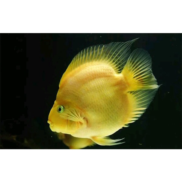 ikan perot/ikan parrot kuning perrot yellow