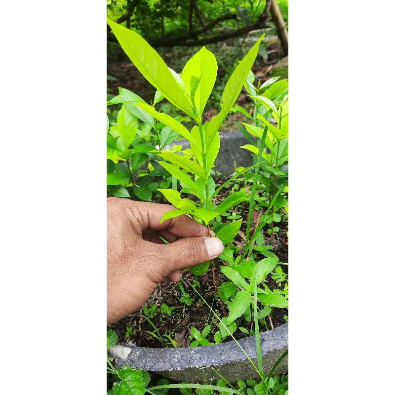 bibit salam/ bibit daun salam.