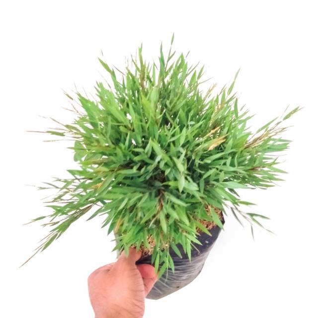 TANAMAN BAMBU JEPANG - BAMBU JEPANG HIAS - BAMBU JEPANG MIKRO