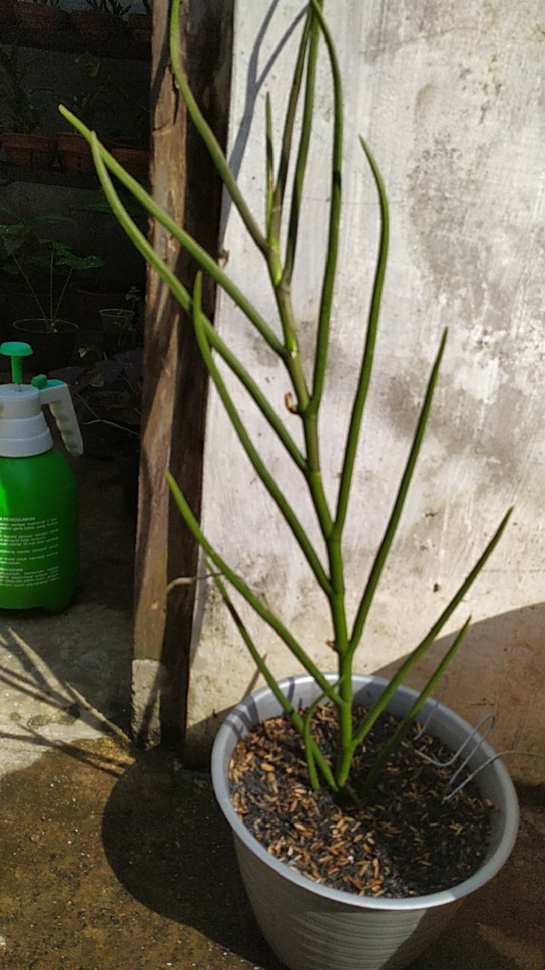 Vanda Douglas Murah (dewasa)