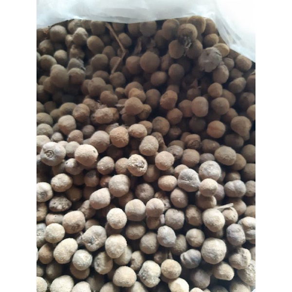 biji pohon jati emas