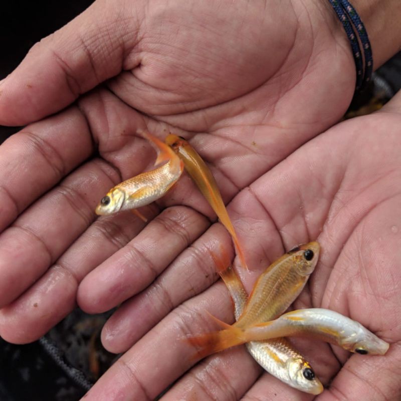 

ikan terapi lemon berkualitas