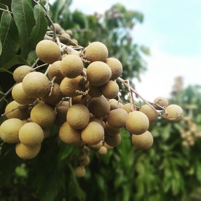 Bibit Kelengkeng Kateki Siap Berbuah