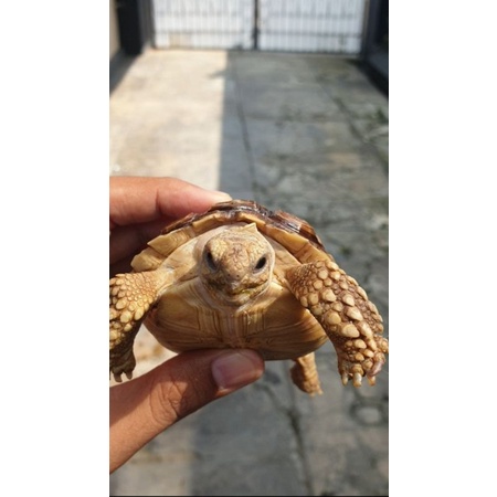 Mainan Kura Darat Sulcata 10 cm Bukan Pardalis Indian Star Aldabra