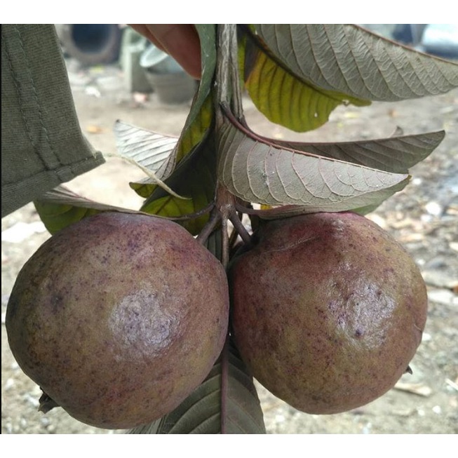 Bibit Jambu Biji Australia