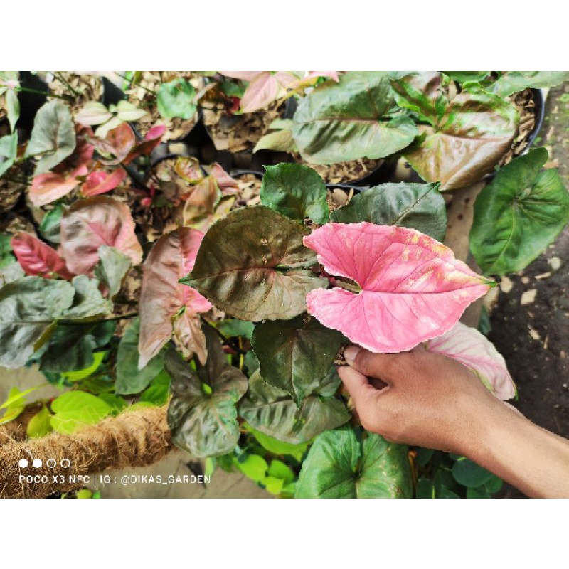 Tanaman hias Syngonium Maria Allusion Mutasi / Pink maria allusion