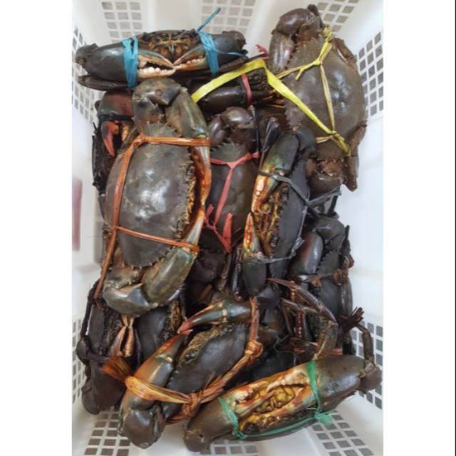 

Kepiting bakau fresh hidup 300gr up