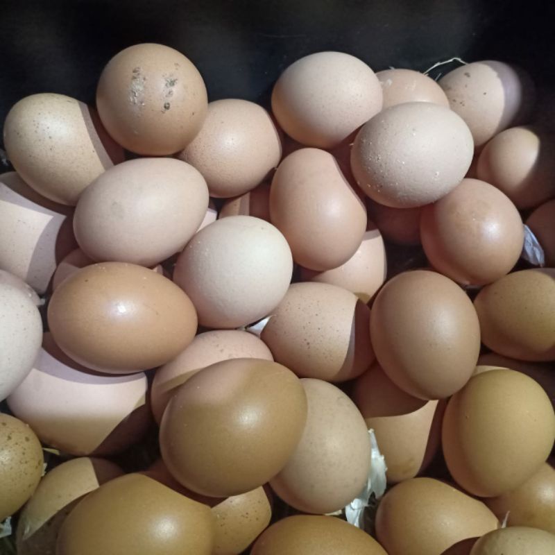 

Telur
