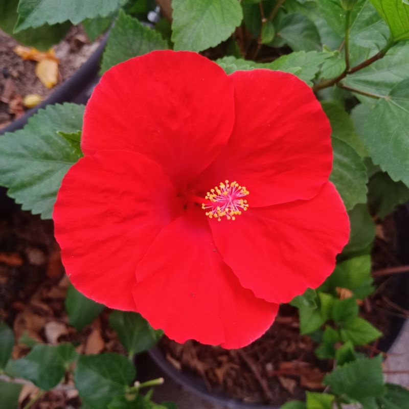 kembang sepatu hibiscus import merah glossy