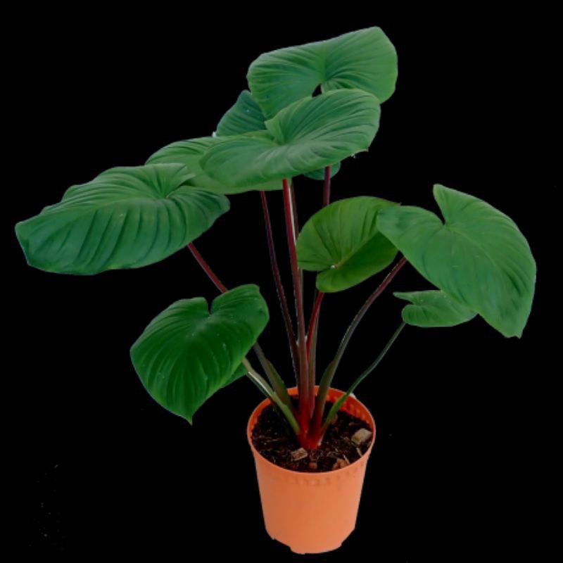 keladi homalomena merah /hijau