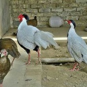 

Telur tetas silver pheasant
