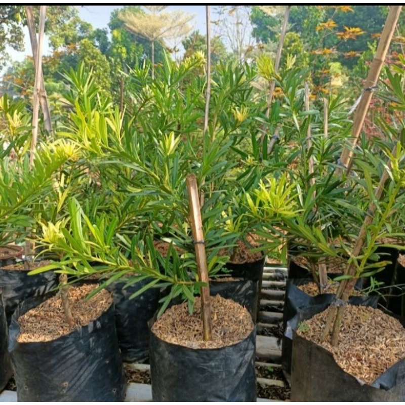 bibit bonsai lohansung pucuk kuning