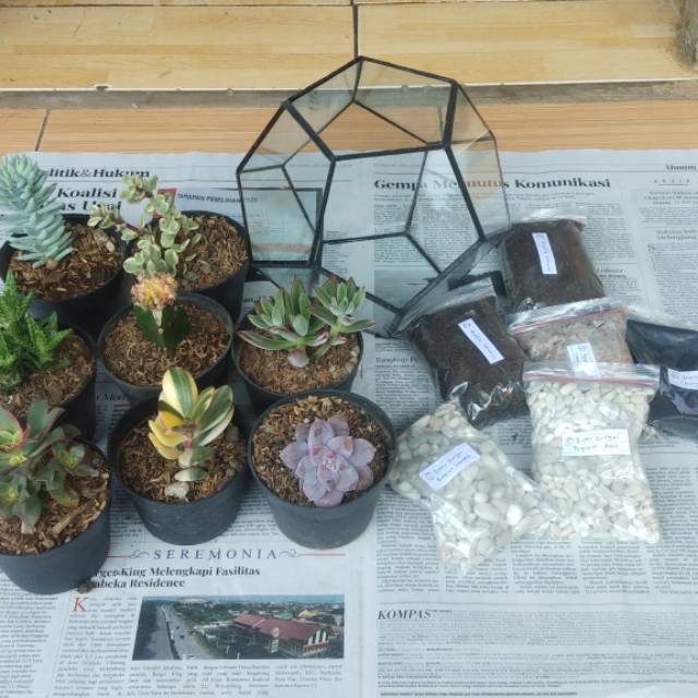 Terrarium kit,paket terrarium, terarium, paket terarium, terrarium kaktus & sukulen