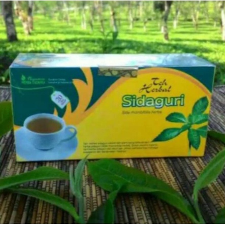 

Teh herbal khasiat ampuh mengobati asam urat pegal linu nyeri sendi dengan teh sidaguri original