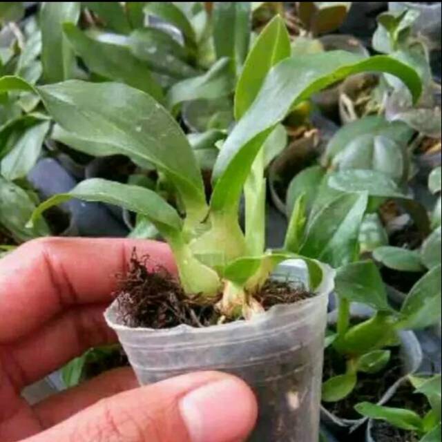 31 Gambar Anggrek  Gramma  Galeri Bunga  HD