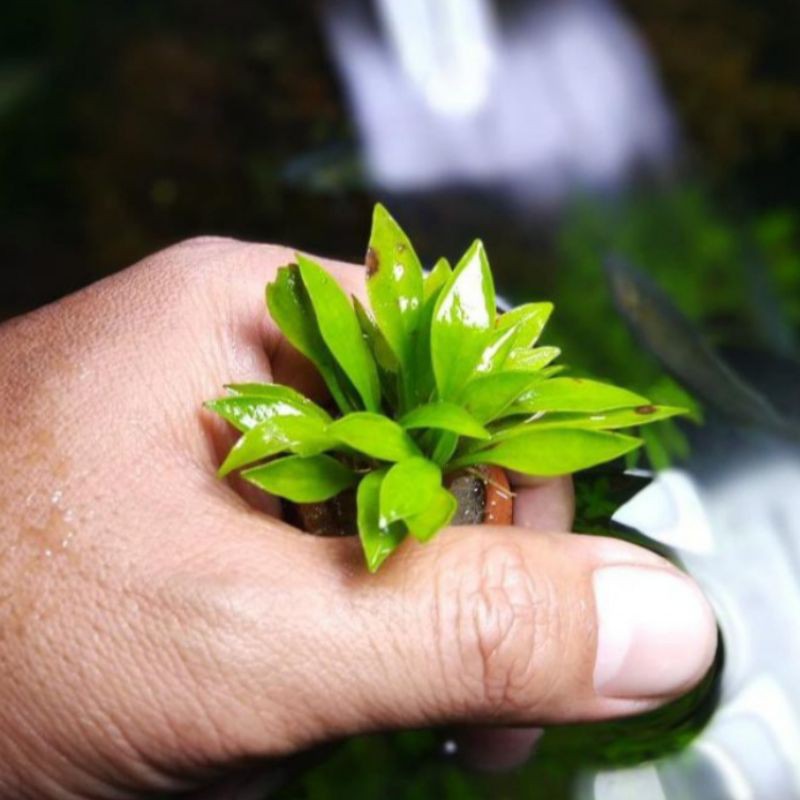 echinodorus latifolius