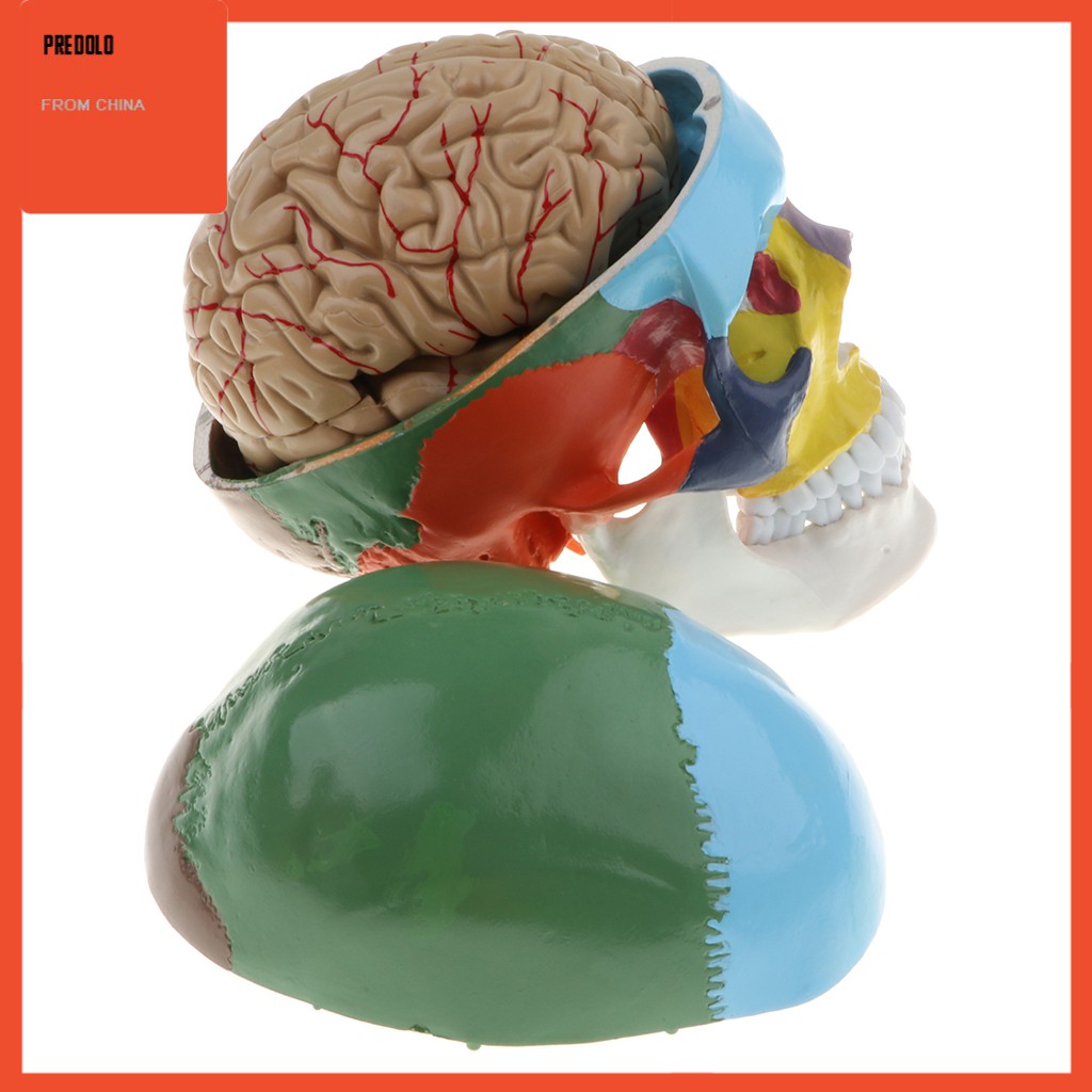 [In Stock] Colored 1:1 Anatomical Human 8 Parts Brain &amp; Head Skull Skeleton Model Set