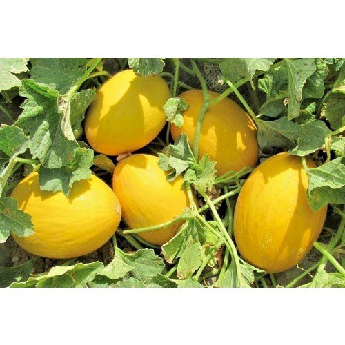 Benih-Bibit Melon Kuning Canary Yellow (Haira Seed)