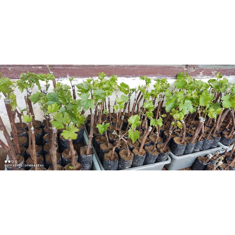 Bibit seprutan anggur import 1 paket isi 4bibit