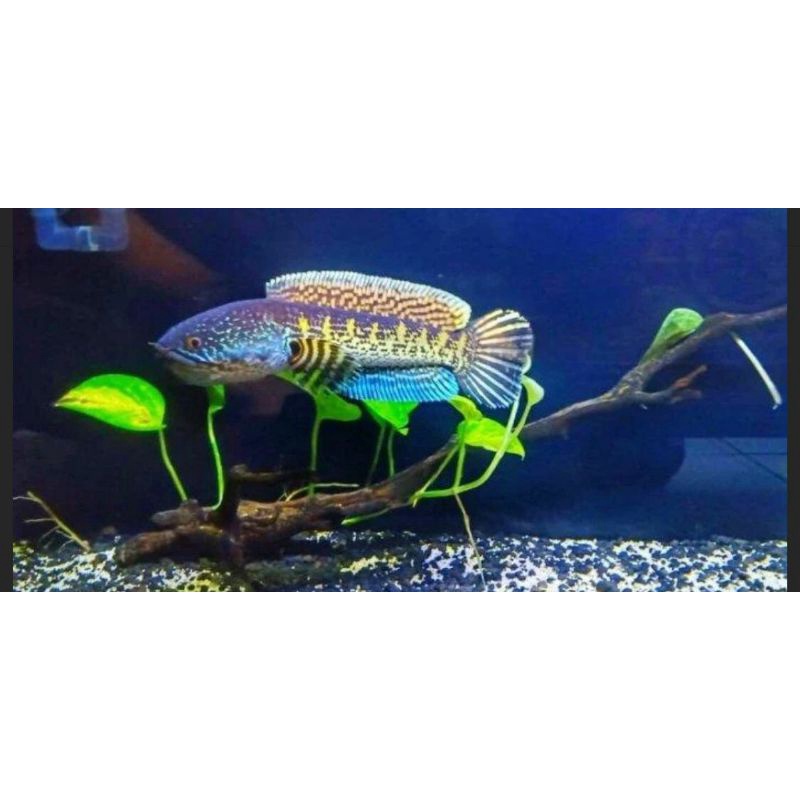 Chana auranti machulata ukrn 9-14cm