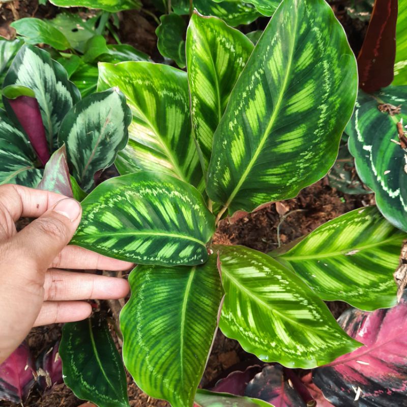 tanaman calathea flamestar original