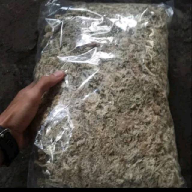 Media Mos Putih Tanaman Anggrek Murah