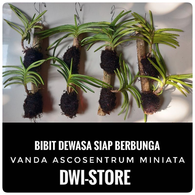 Anggrek Vanda - Tanaman Hias Anggrek vanda Dewasa Siap Berbunga