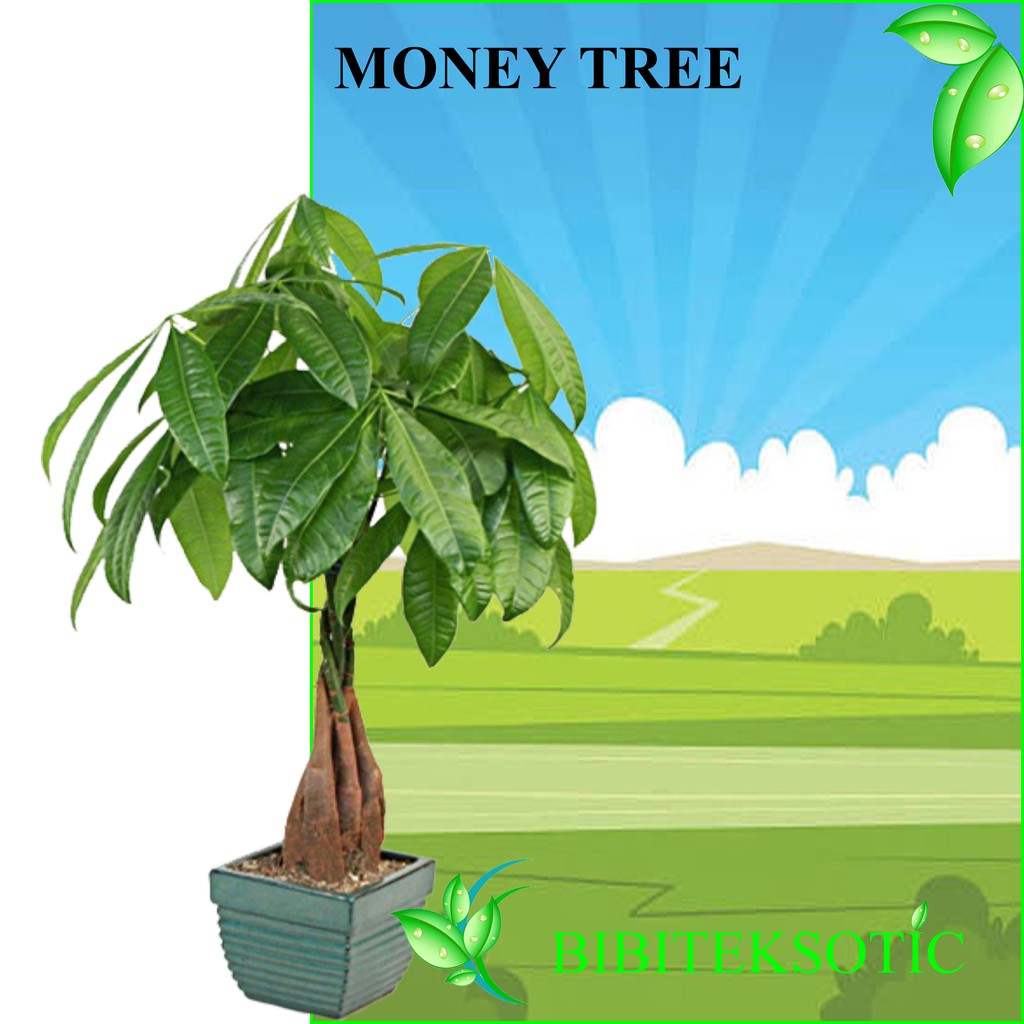 Tanaman Pachira / Money Tree