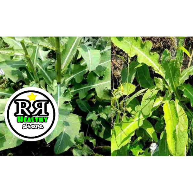 

Daun tempuyung segar /daun galing