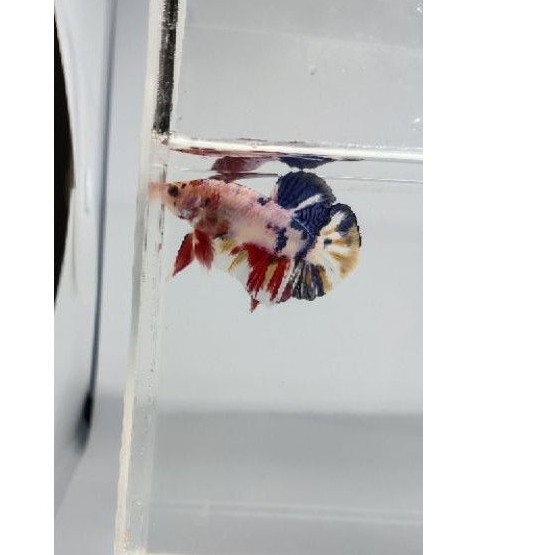 Cupang Candy Marble Multicolour Top Grade || Good Form