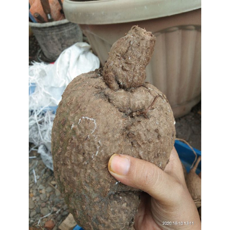 stephania #caudex #suberosa #venosa