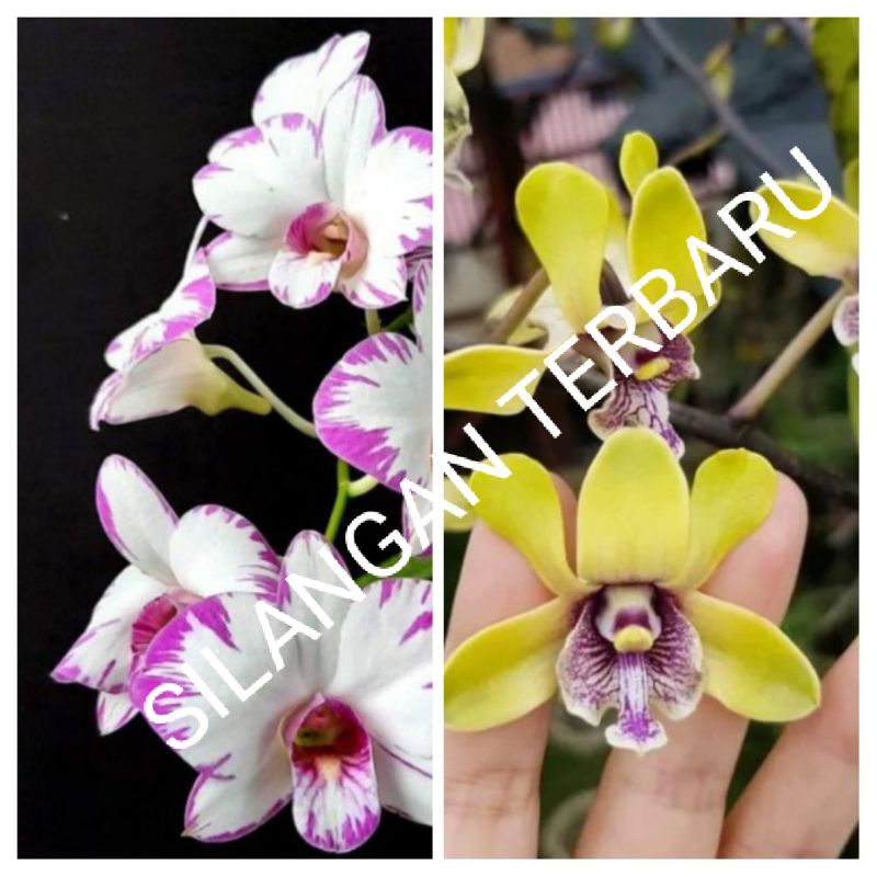 BOTOLAN ANGGREK DENDROBIUM ENOBI X DENDROBIUM BESI