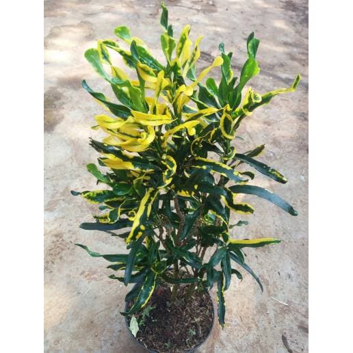 Tanaman Hias Puring, pohon puring, puring,  tanaman puring