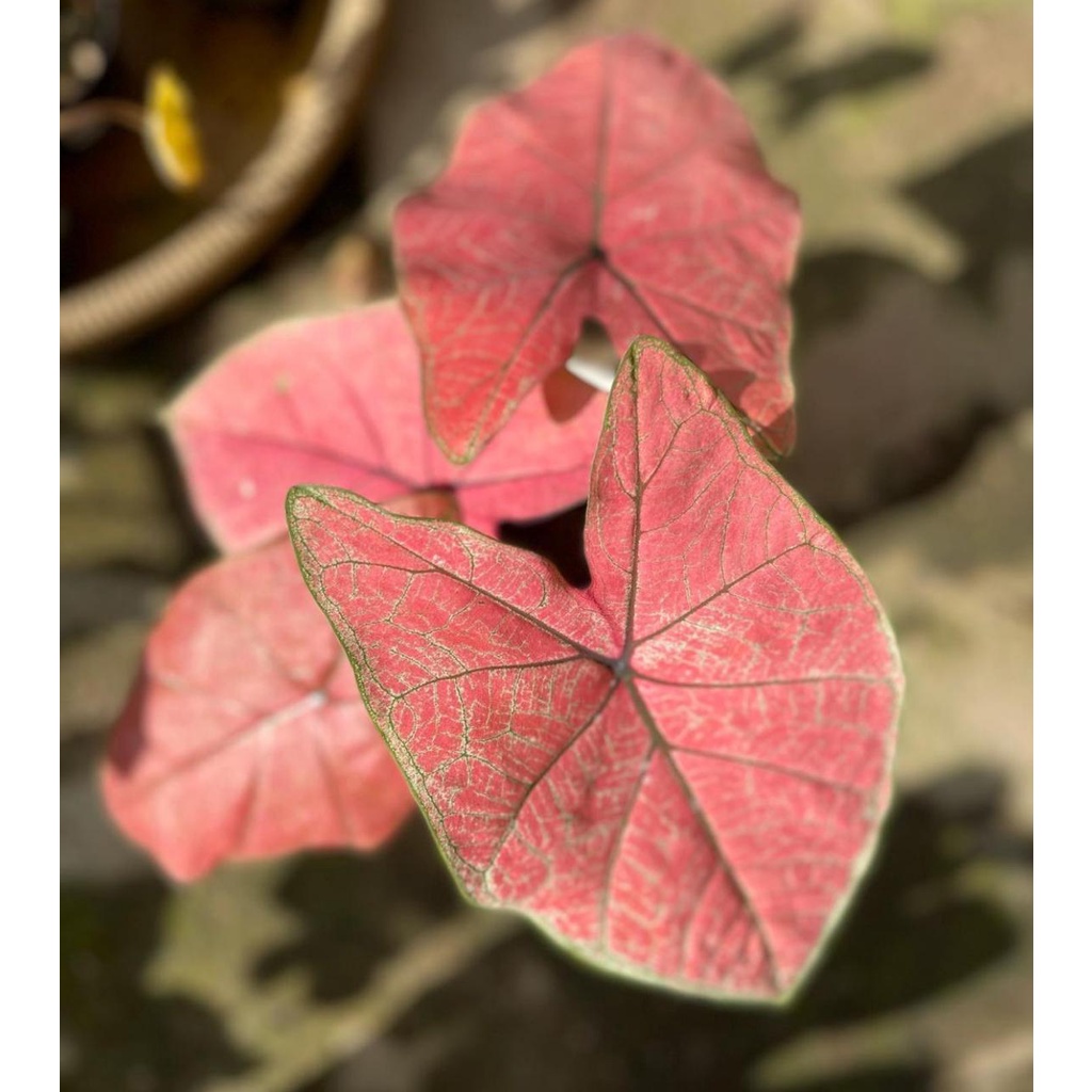 Tanaman Hias Keladi Hybrid Peach