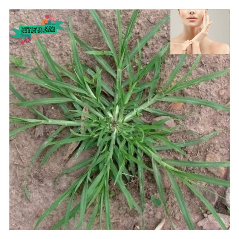 

Daun tanaman rumput belulang atow jampang segar 500 grm