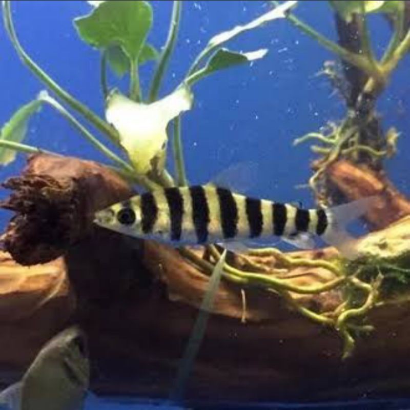 ikan leoparnius kaos kaki size L