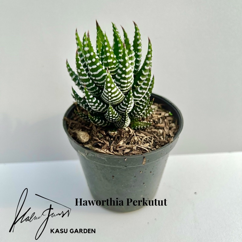 Haworthia Perkutut - dikirim tanamannya saja