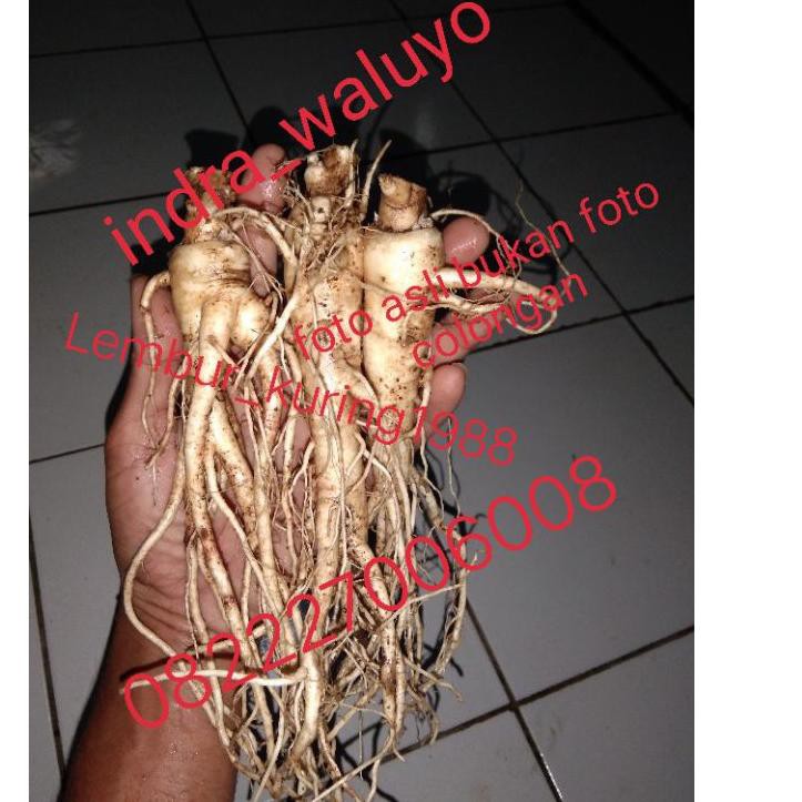 

EYM gingseng asli korea segar per 1 pcs 62B6
