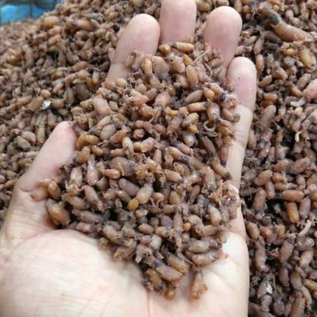 

Baby cumi 1cm asli dari medan