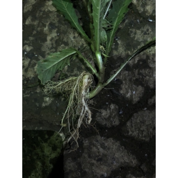 

Bunga kitolod Herbal