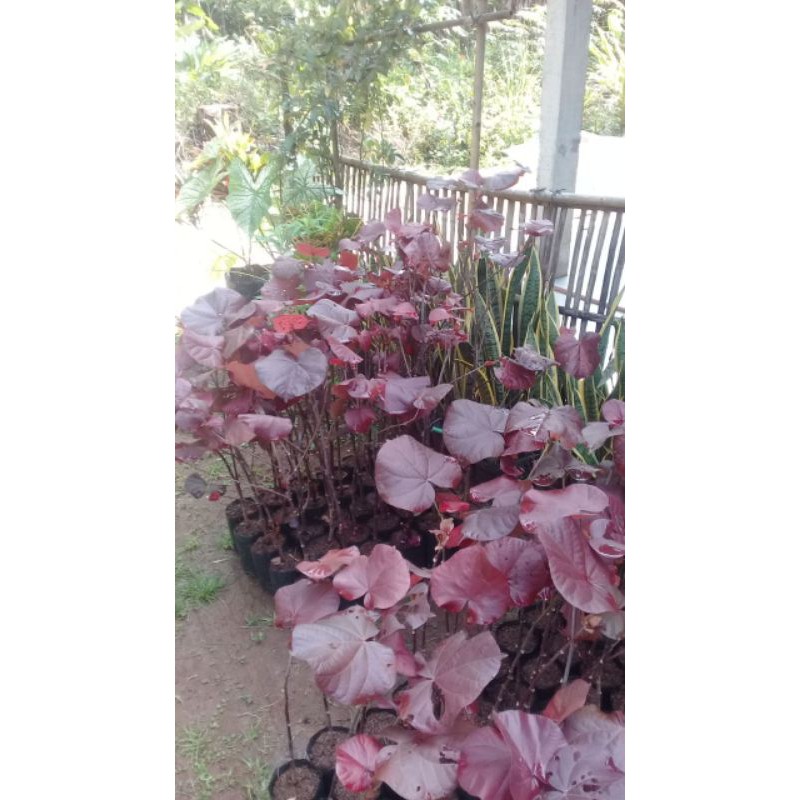 Bibit BONSAI WARU MERAH