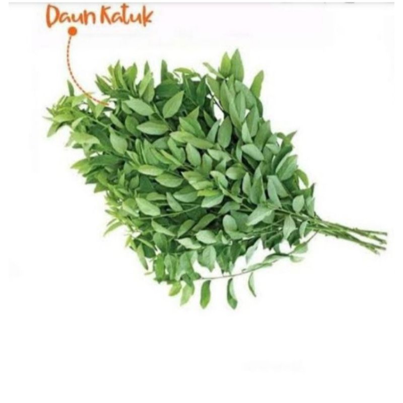 

daun katuk segar(1ikat 100g)