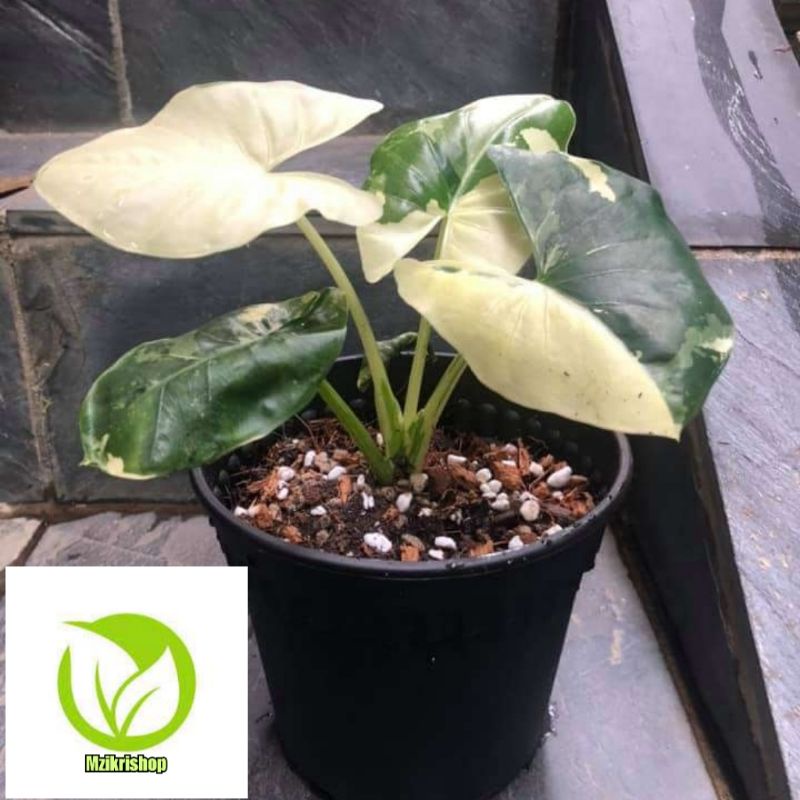TANAMANHIAS COLOCASIA SENTE VARIGATA PUTIH