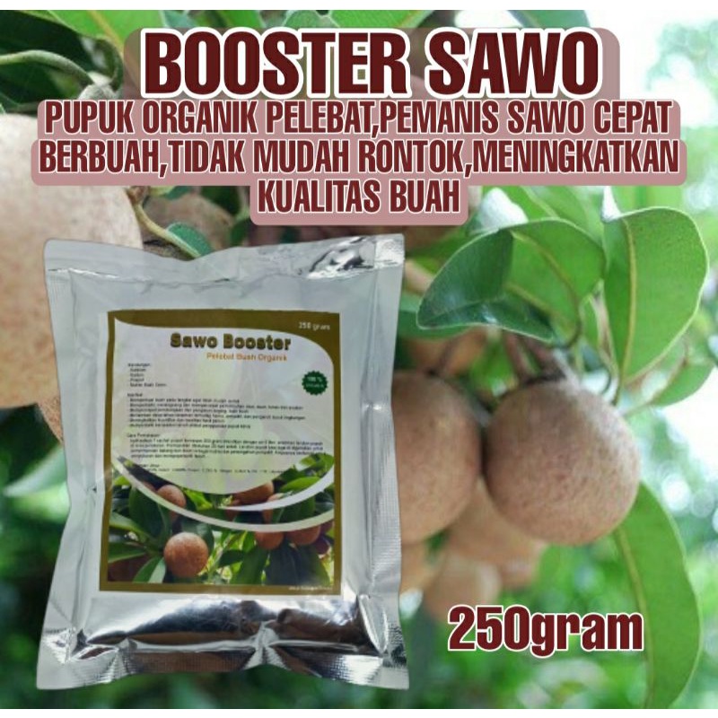 Pupuk Organik Pelebat Buah Sawo Booster dan Pupuk Perangsang Pohon Sawo Agar Cepat Berbuah Lebat