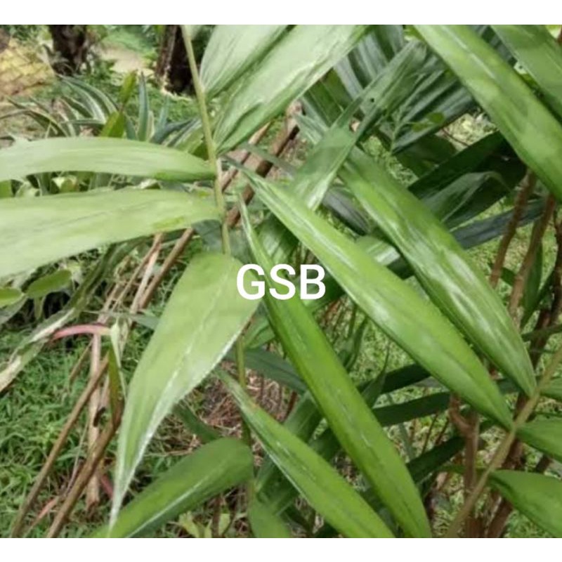 

Daun salak segar 500 gram petik langsung