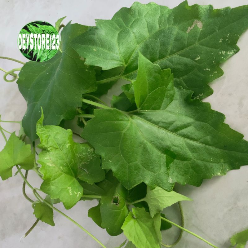 

Terlaris Daun sembung rambat per 1 kg