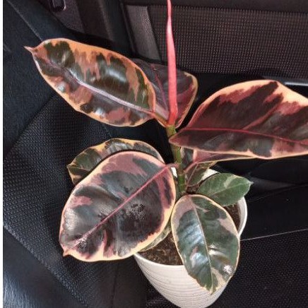 tanaman ficus elastica ruby varigata -karet kebo varigata import jumbo-Realpict